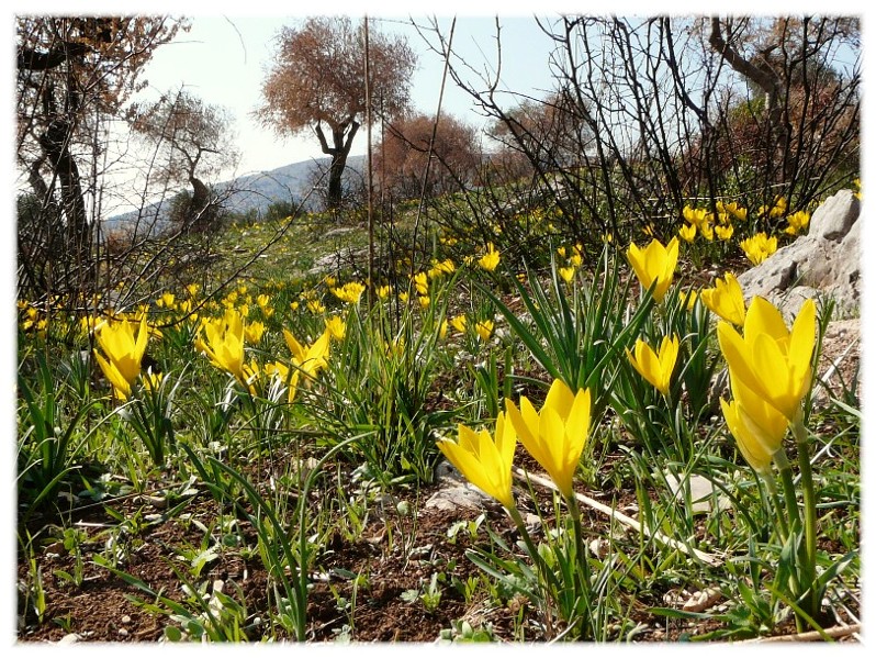 Sternbergia lutea(Cyclamen hederifolium, Biarum tenuifolium)